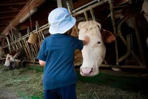 Un Bambino Con Cappellino Si Occupa Delle Vacche Giocando Con Loro E Portandogli Il Fieno Nelle Mangiatoie