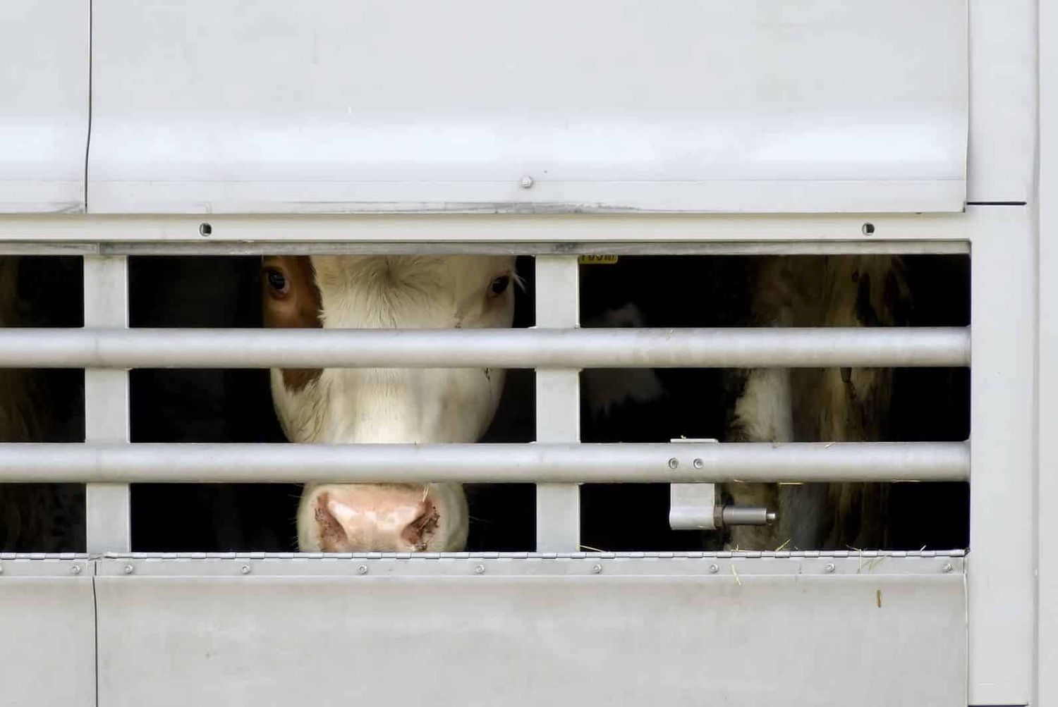 Tiertransport Rinder