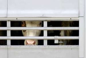 Tiertransport Rinder