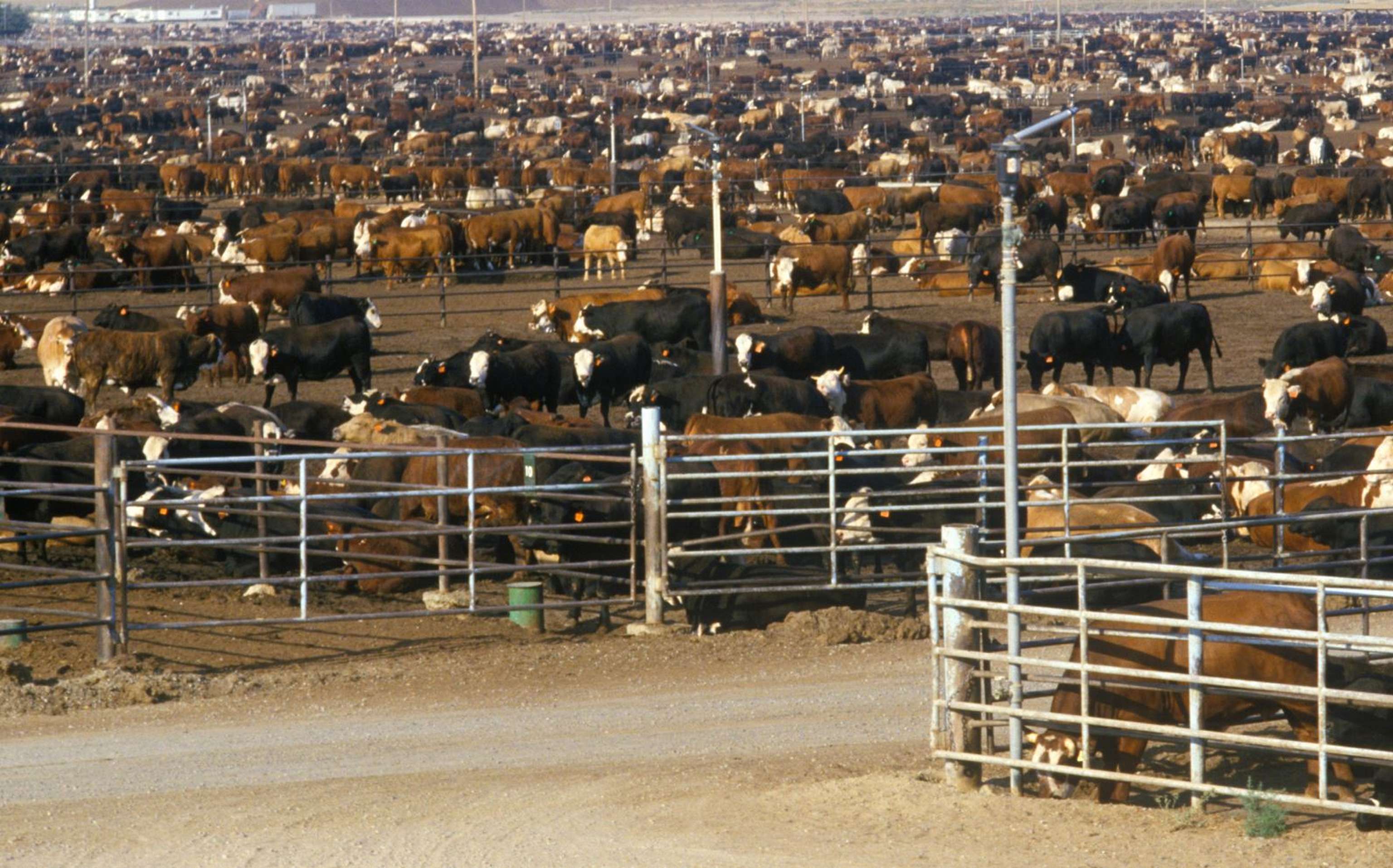 Feedlot