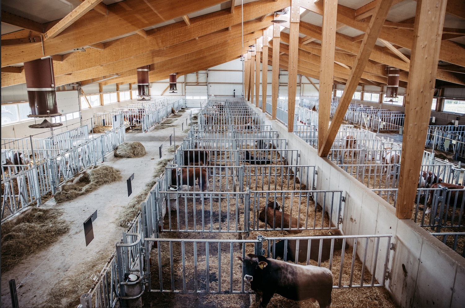 Tierwohlstall für Stiere: 85 Meter lang, 35 Meter breit, 68 Boxen.