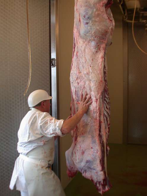 Rinderhälfte nach Schlachtung