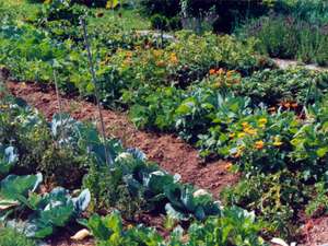 Gemuesebeet Elisabeth Koppensteiner Die Umweltberatung