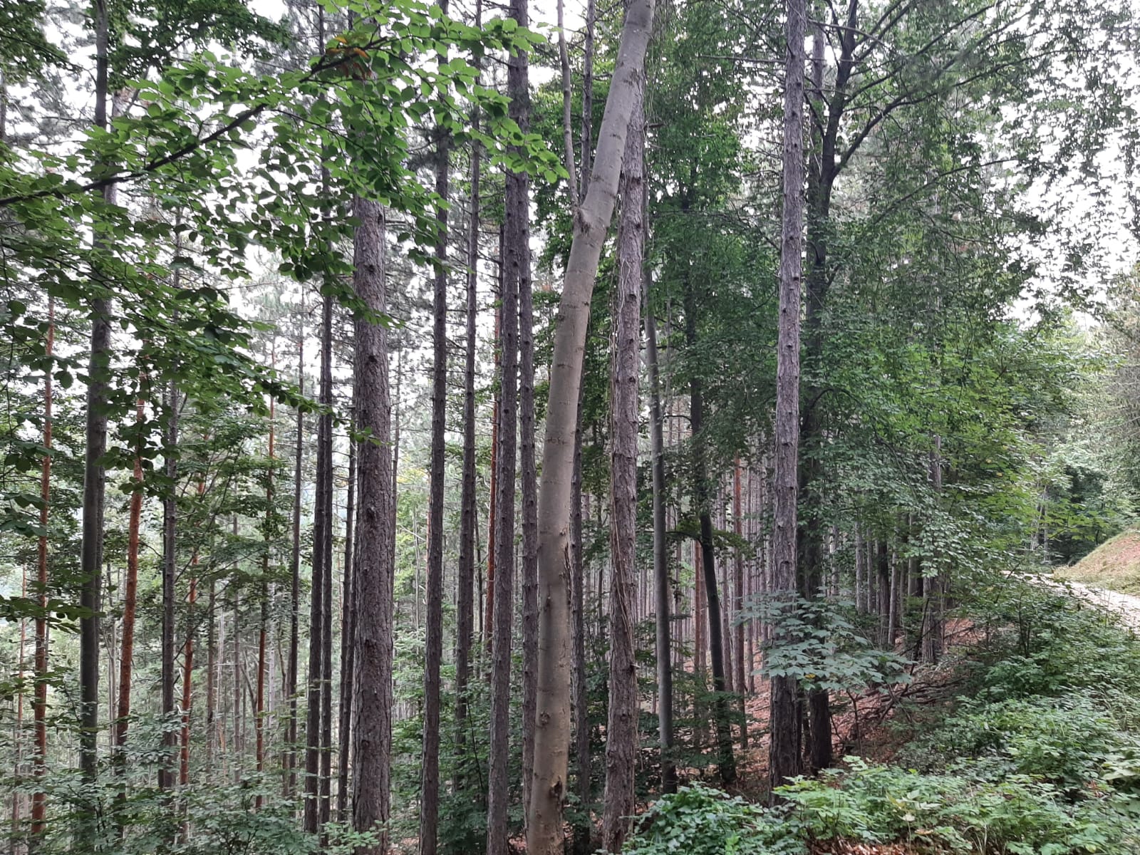 Bild 2 von Anzeige: Wald zu verkaufen