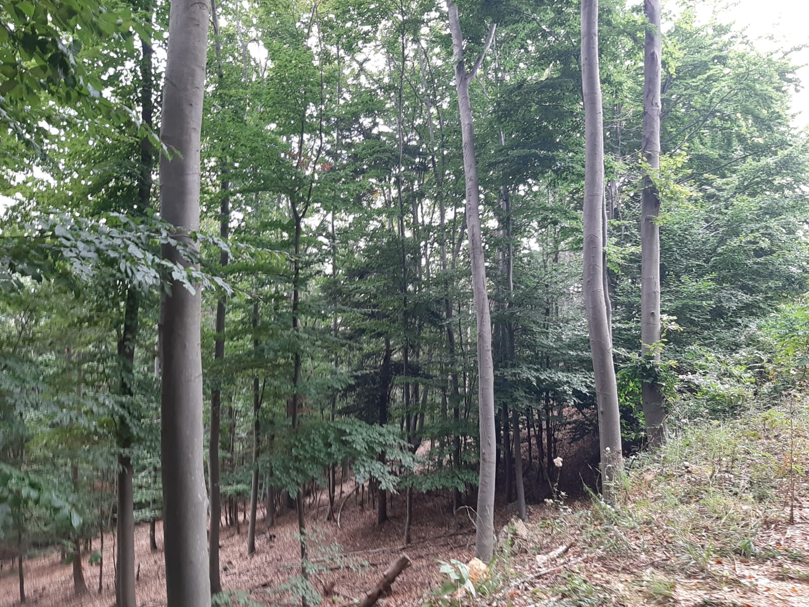 Bild 0 von Anzeige: Wald zu verkaufen