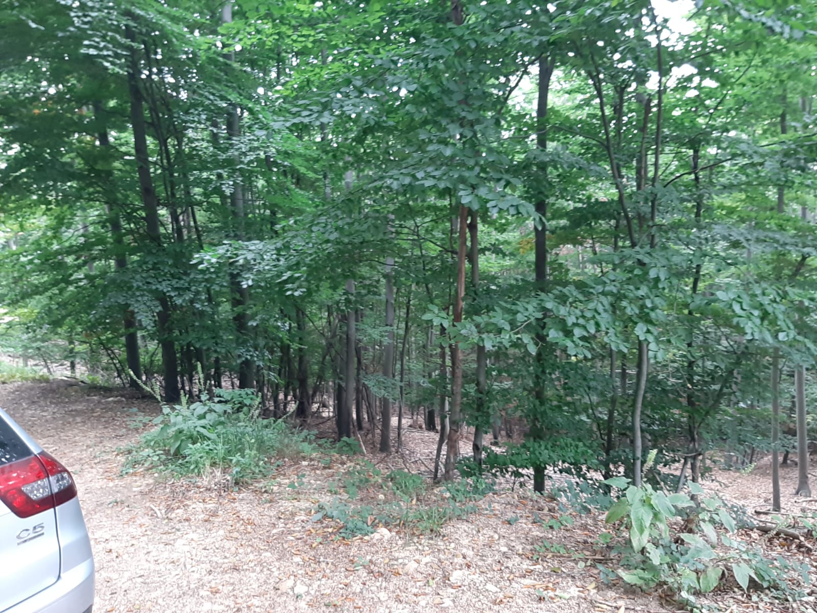 Bild 0 von Anzeige: Wald zu verkaufen