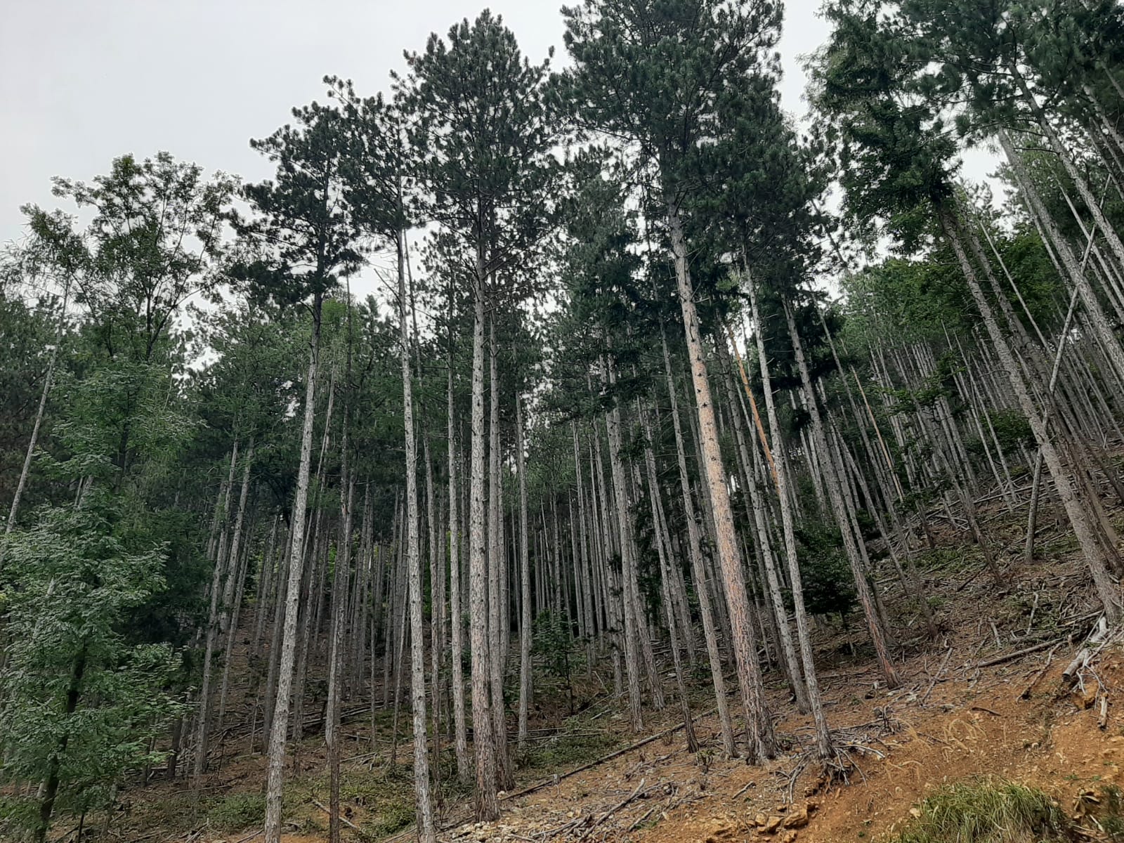 Bild 3 von Anzeige: Wald zu verkaufen