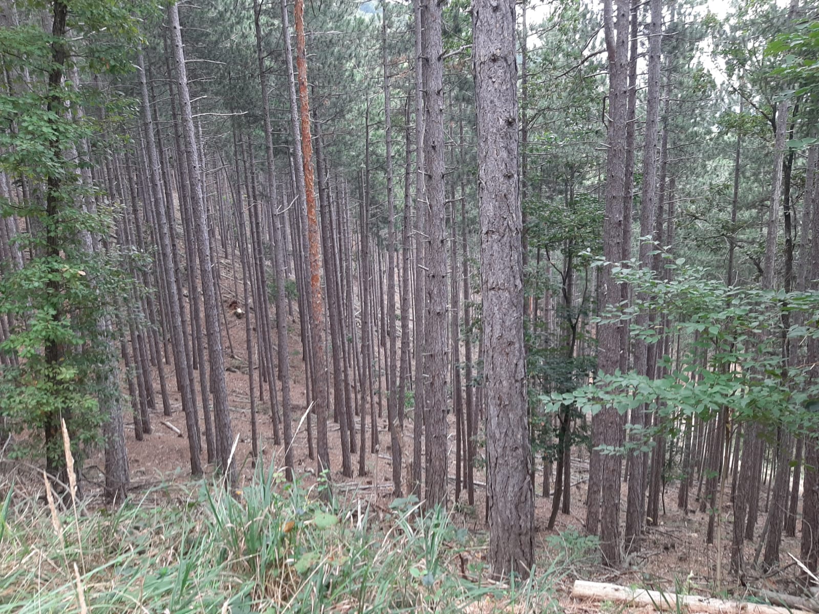 Bild 4 von Anzeige: Wald zu verkaufen