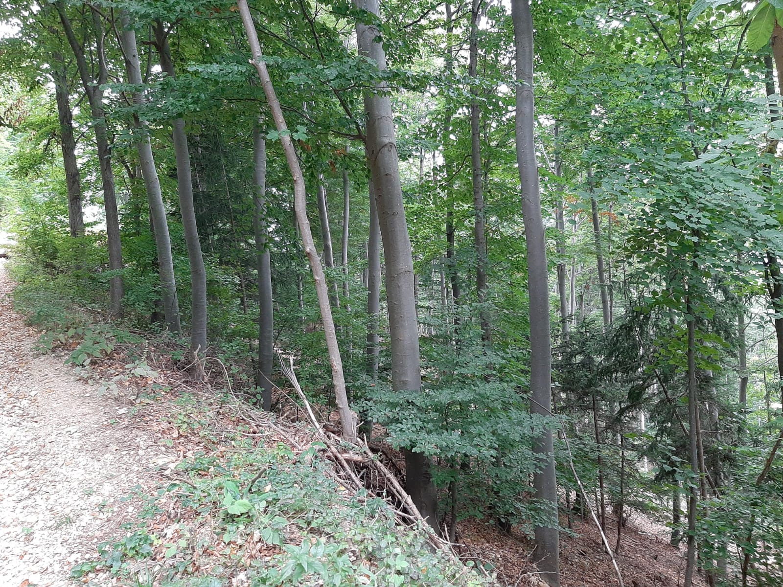 Bild 5 von Anzeige: Wald zu verkaufen