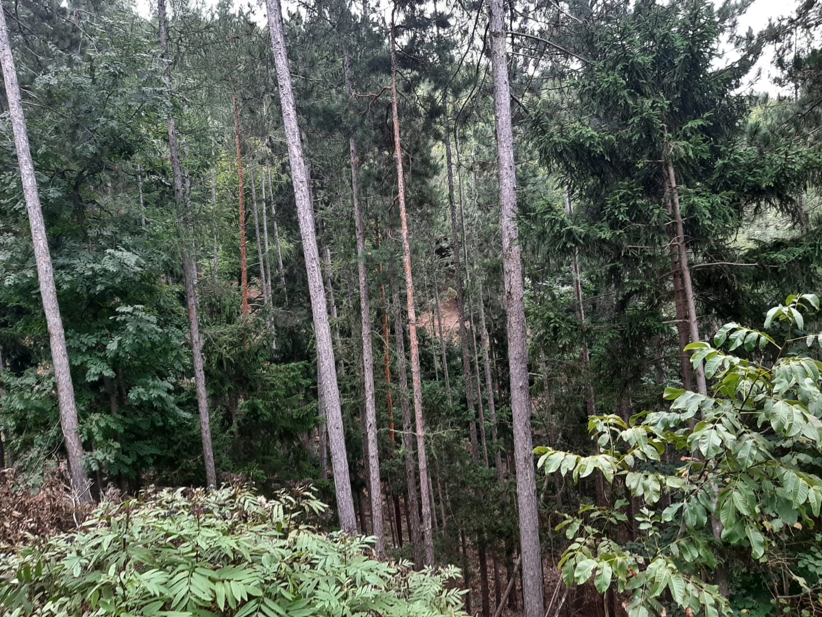 Bild 6 von Anzeige: Wald zu verkaufen