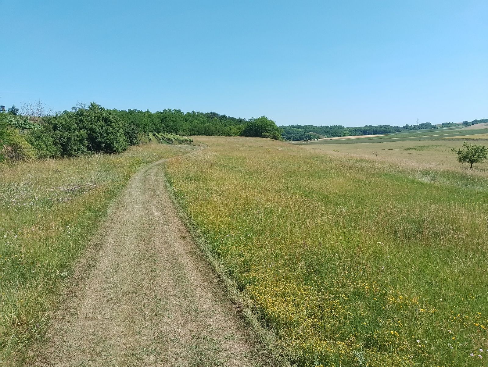 Bild von Anzeige: PRIVAT/ Pferde-Mädel Gesucht! 