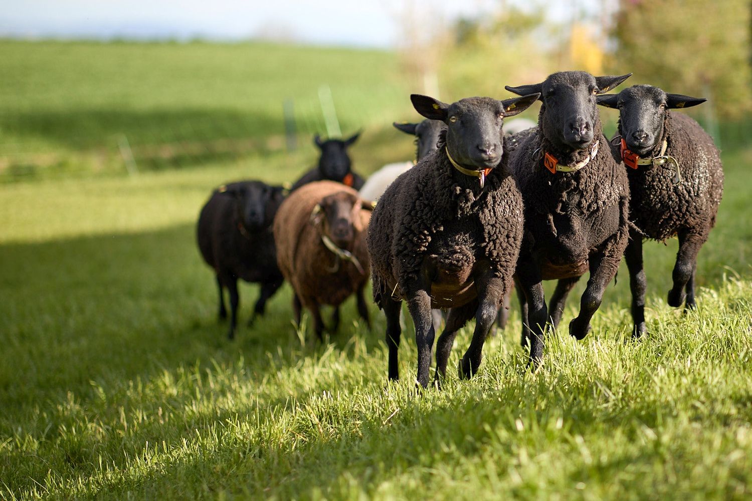 Naturnah und regional erzeugtes Lammfleisch kommt bei den Konsumenten gut an.