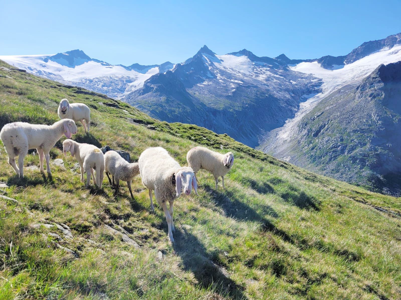 Schafe-Schwarzensteinalm