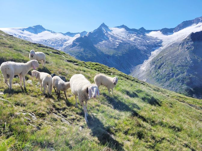 Schafe-Schwarzensteinalm