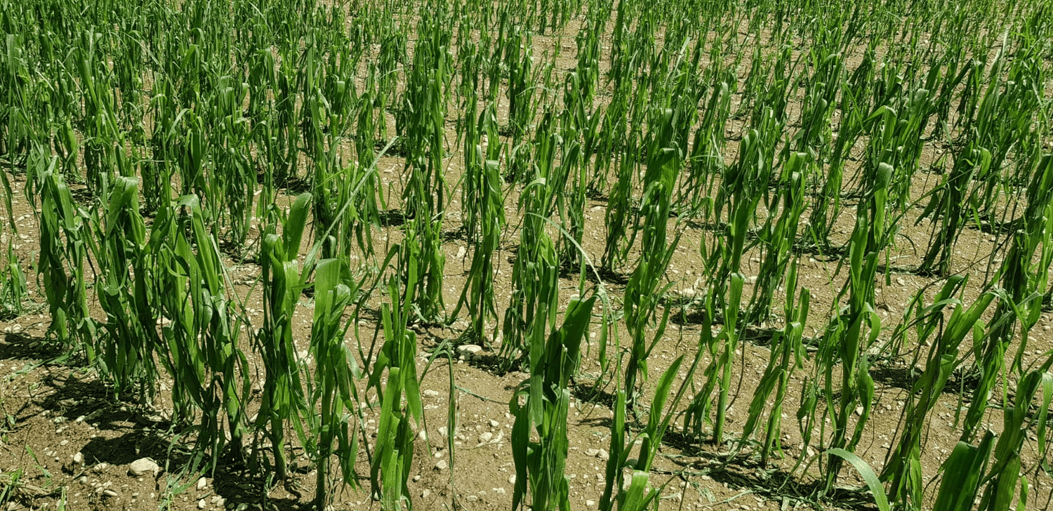 Hagel Mais Pischelsdorf 20200625
