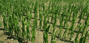 Hagel Mais Pischelsdorf 20200625