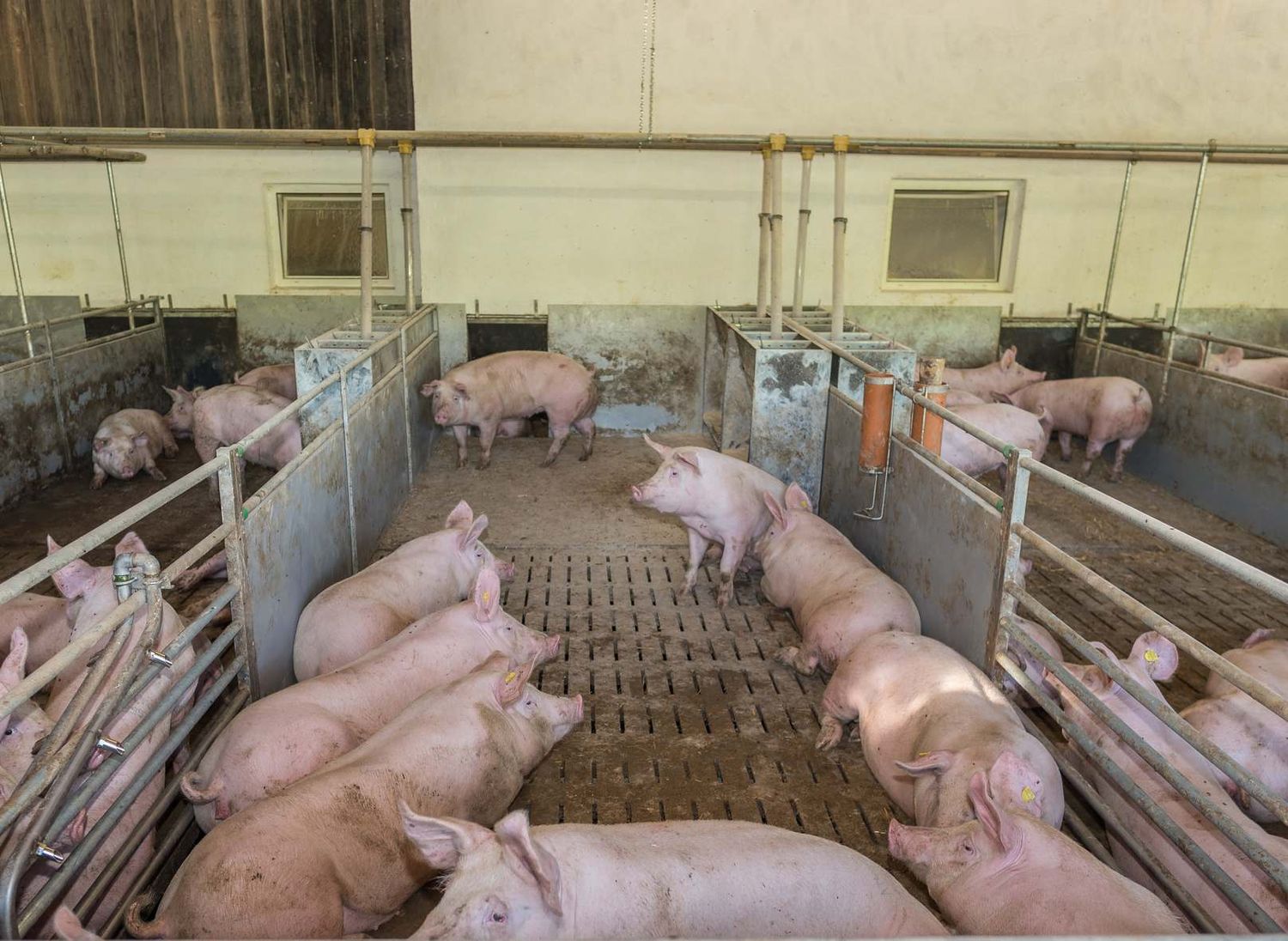 Strukturierte Buchten werden zum Standard in der heimischen Schweinehaltung.