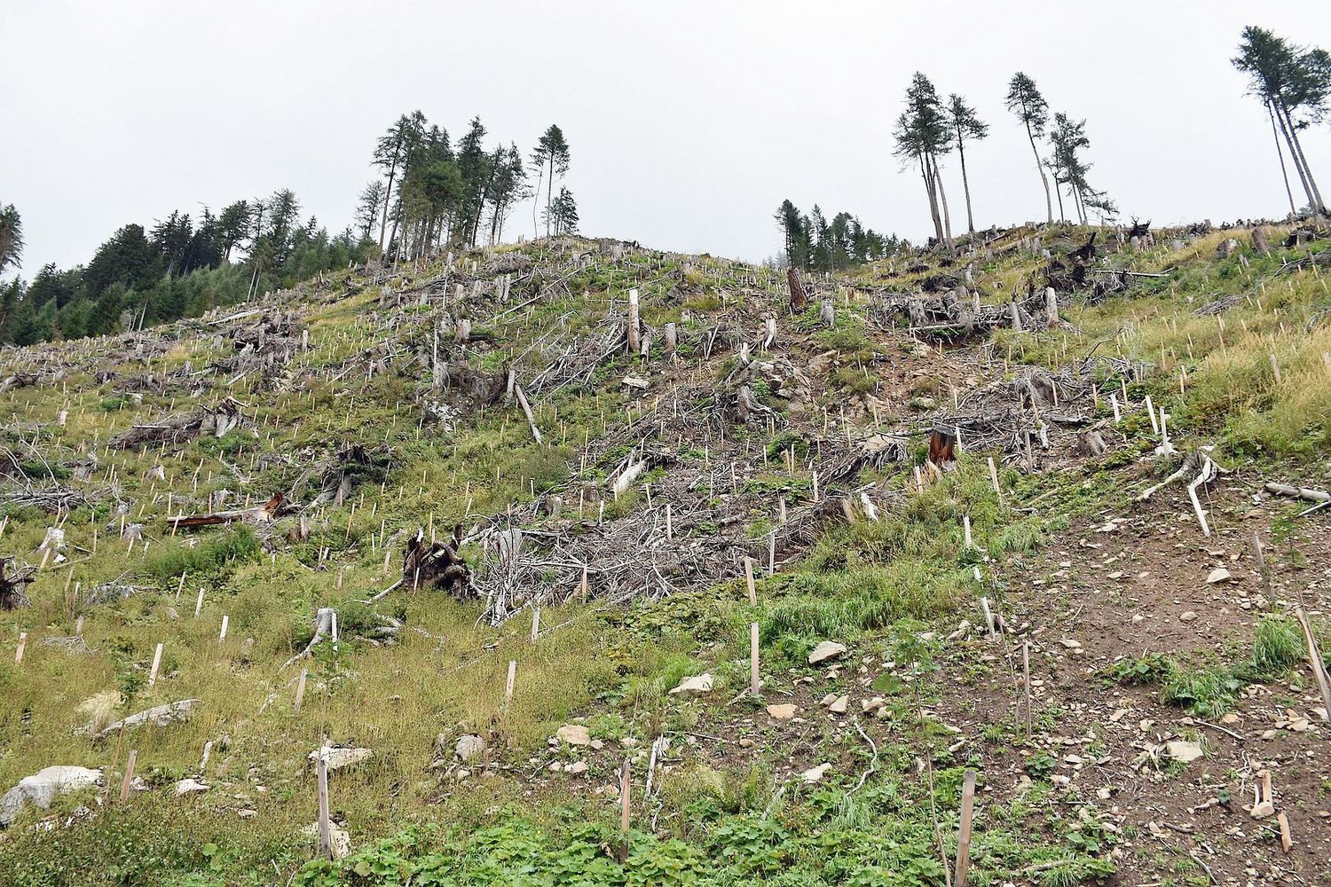 Eine Million Bäume wurden in Osttirol vergangenes Jahr gepflanzt, damit ein gesunder und widerstandsfähiger Wald entstehen kann.