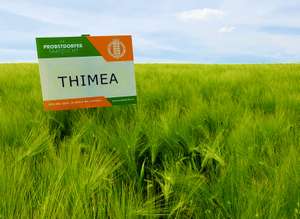 Thimea Schild in einem Feld