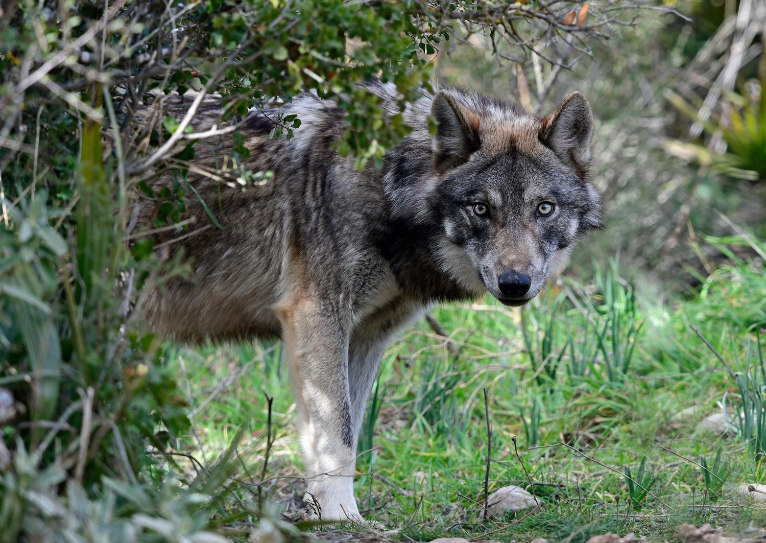 Wolf