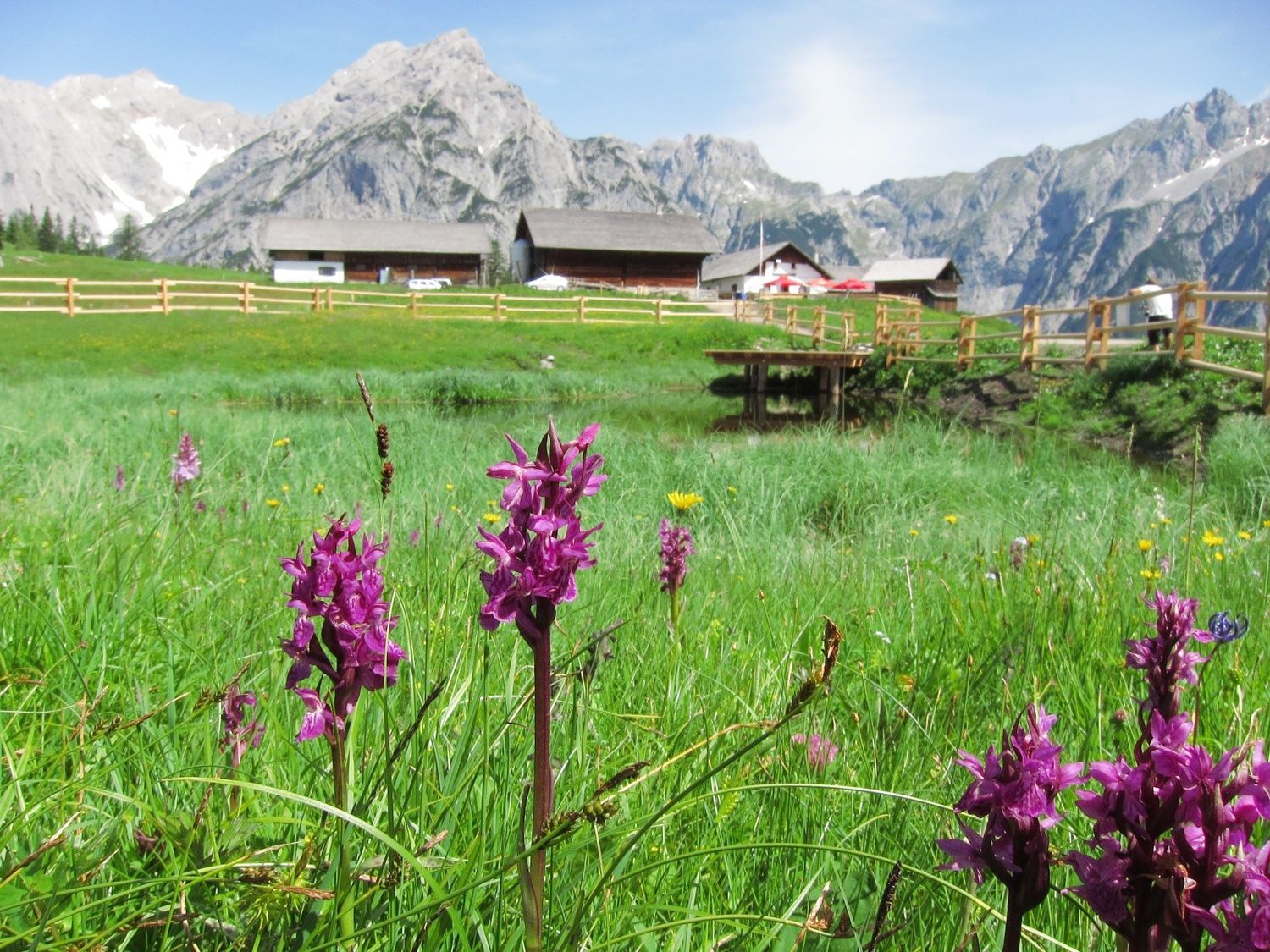 Eine abgezäunte Feuchtwiese auf der Walderalm