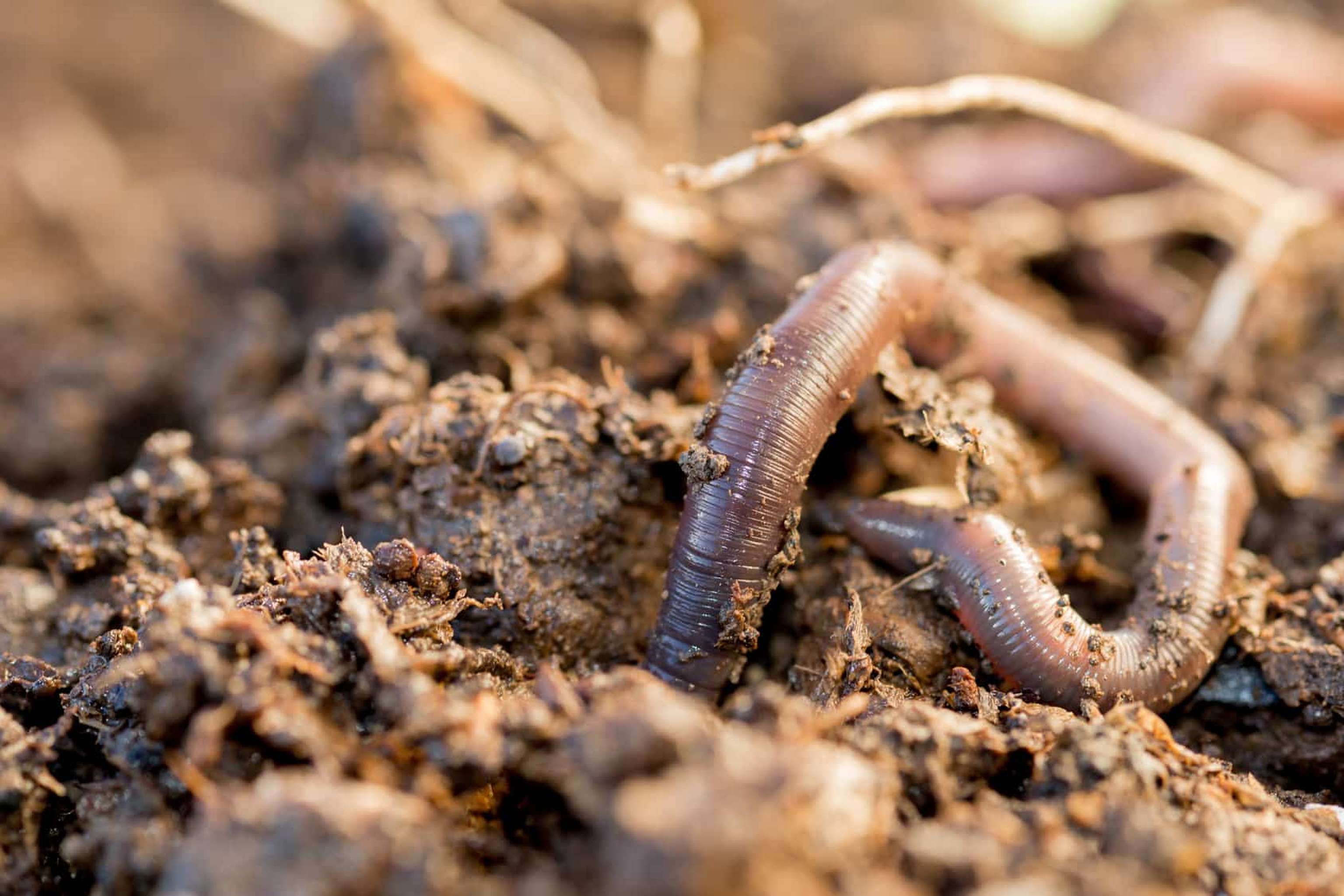 Macro Shot Of An Earthworm Making Its Way Into The Ground