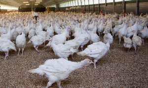 Putenmast, international