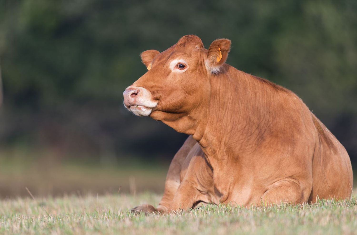 Limousin Kuh