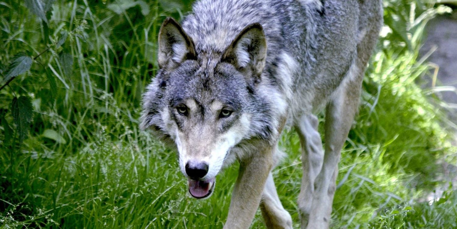Wolf 1341080