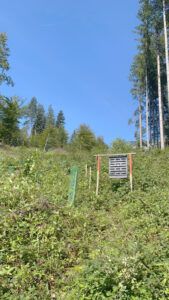 Borkenkäferfalle Langkampfen