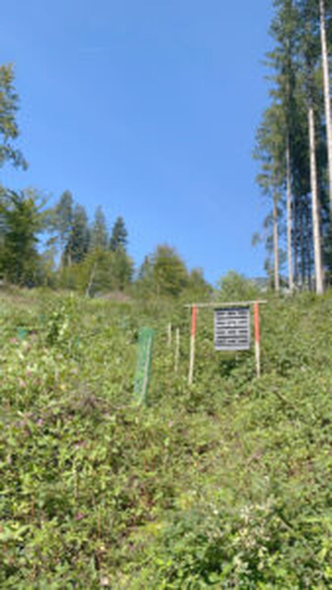 Borkenkäferfalle Langkampfen