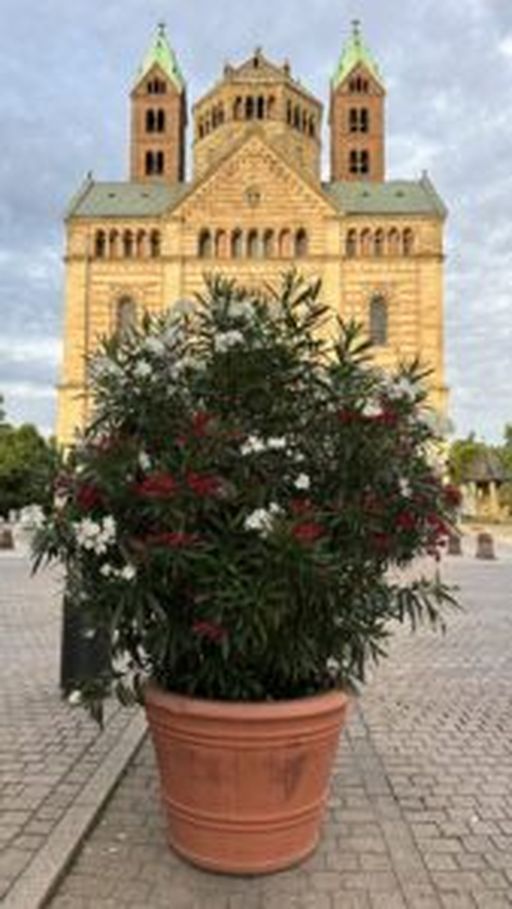 Der Dom von Speyer