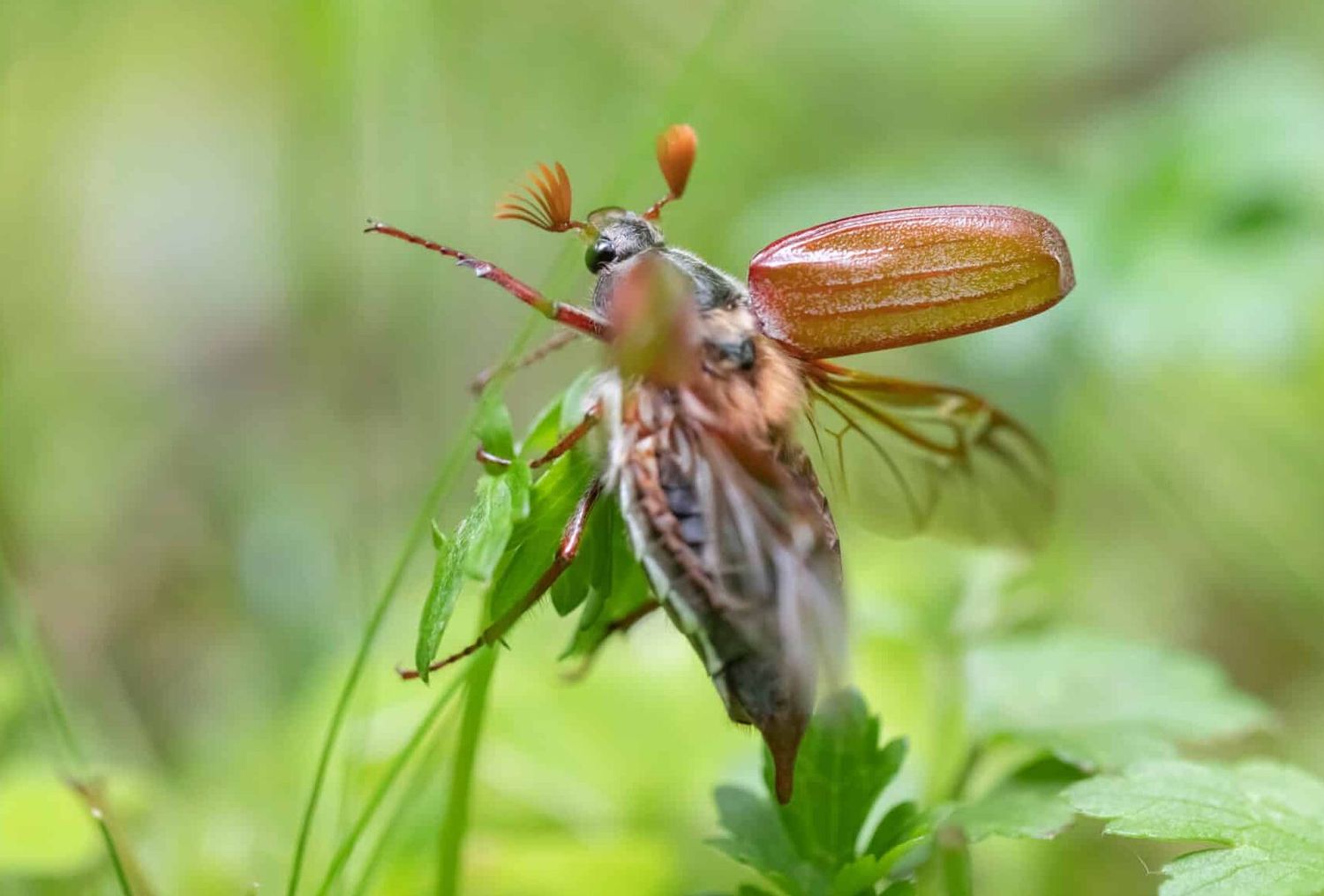 Cockchafer (Melolontha Melolontha) On A Green Meadow.