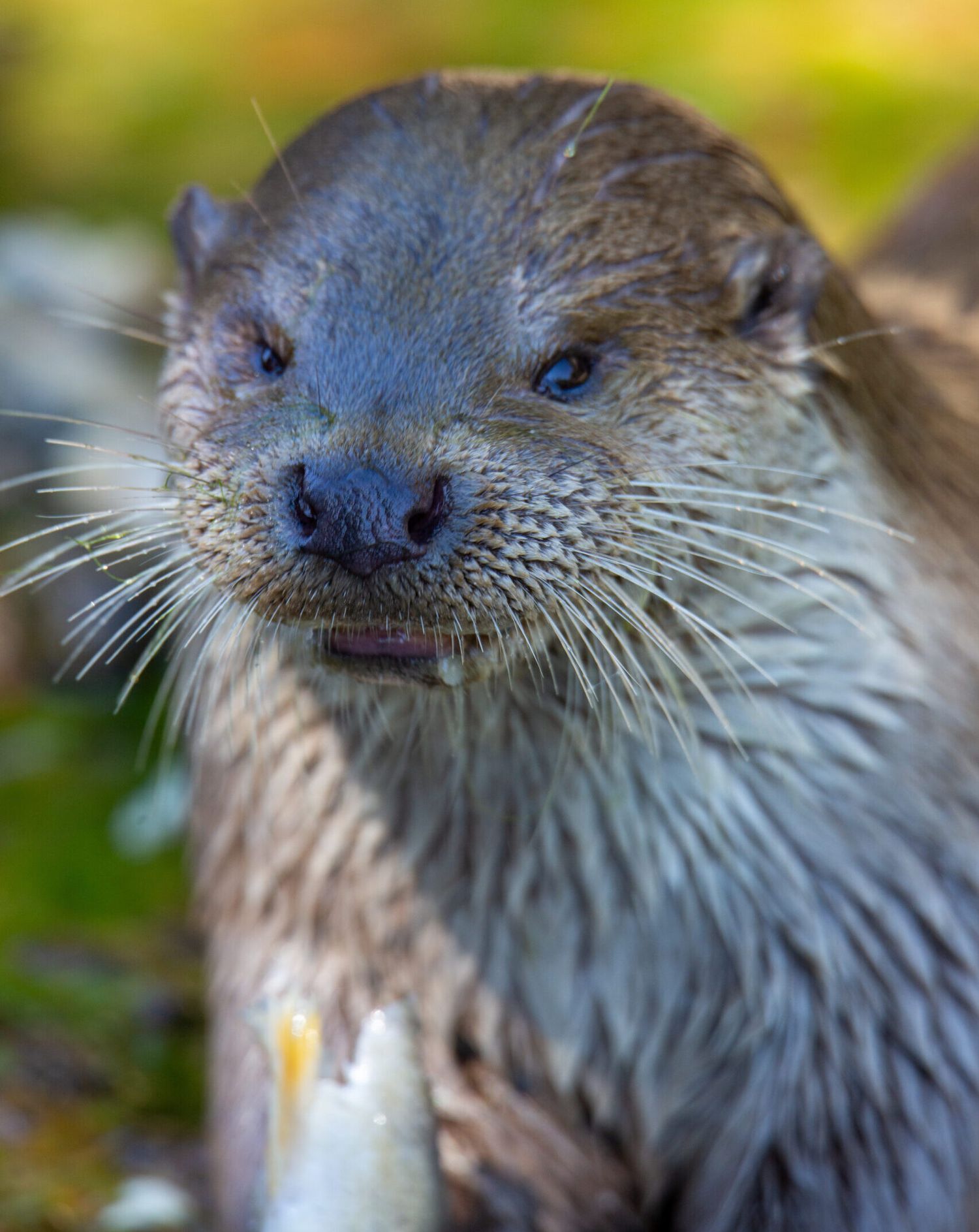 Otter