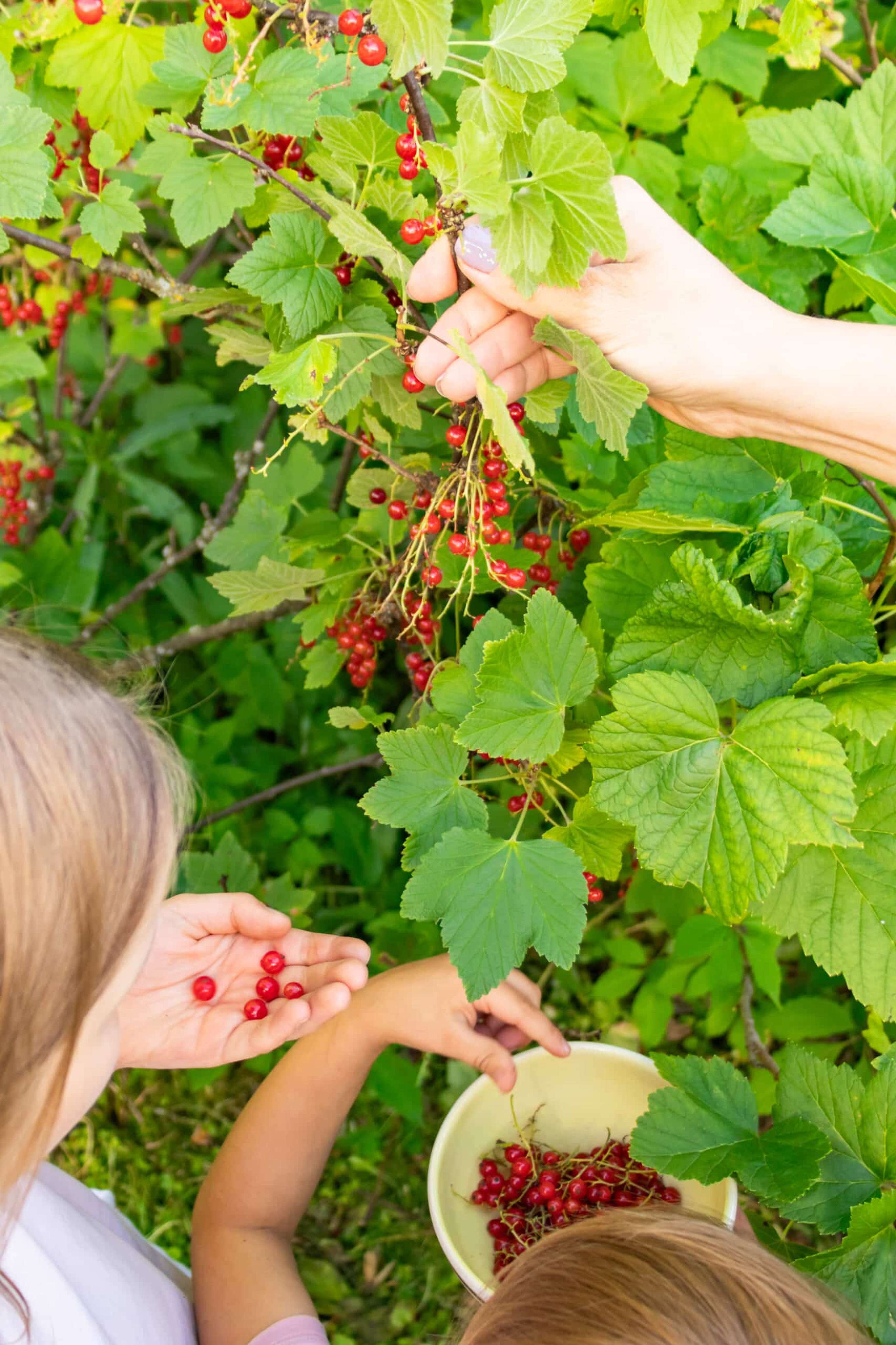 Family Harvesting Berries Together In A Summer Garden