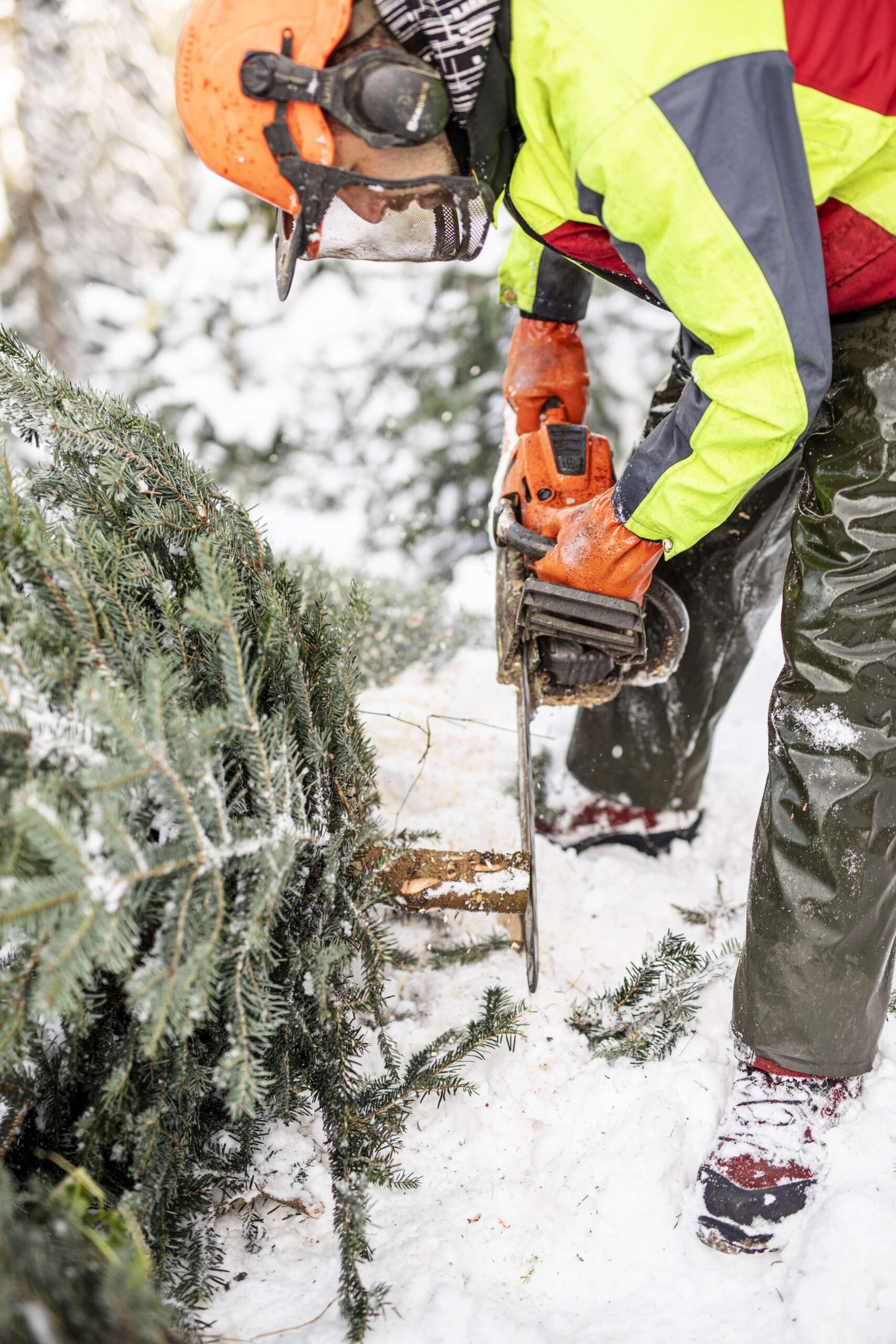 Gasteigerhof Weichnachtsbäume 2019 HR 12
