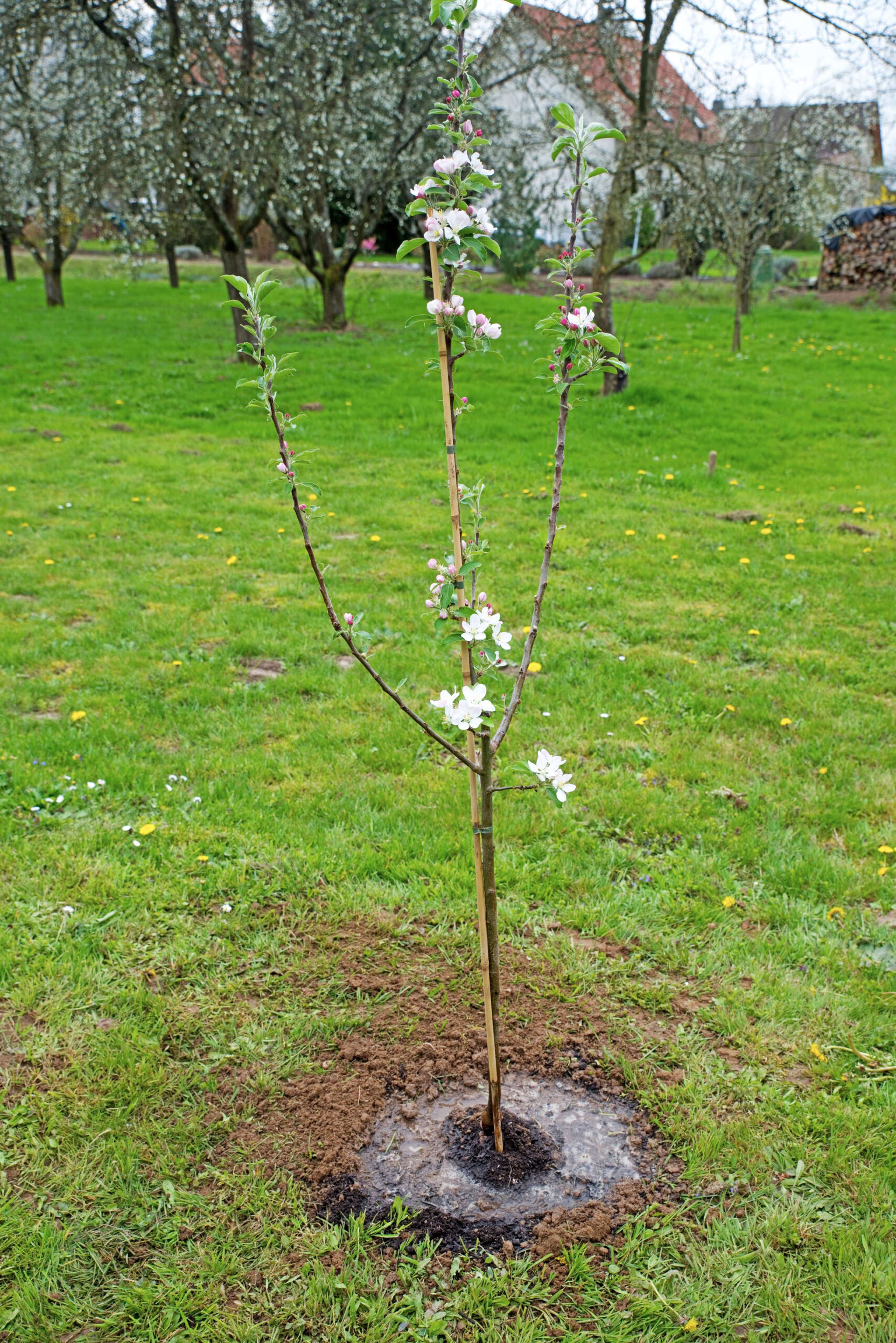 Baumpflanzung