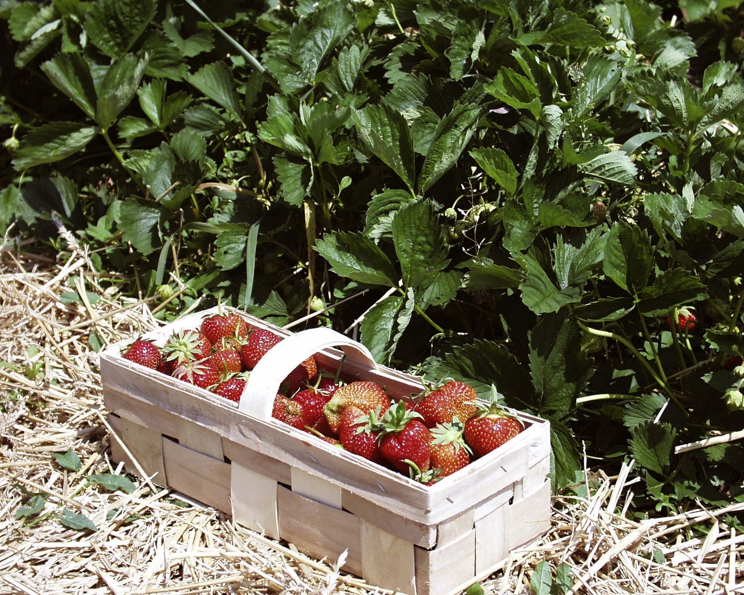 Erdbeeren