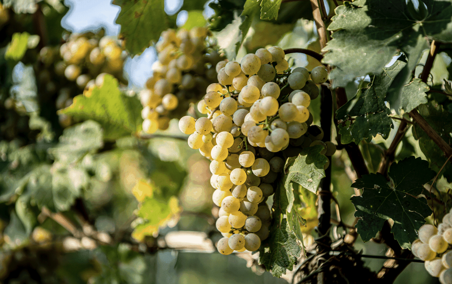 G Veltliner