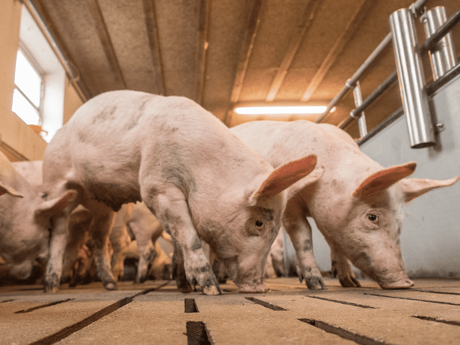 Schweine auf Vollspaltenböden: Haltungsbedingungen haben Auswirkungen auf Erzeugungsmengen und die Wettbewerbsfähigkeit im internationalen Marktgeschehen.
