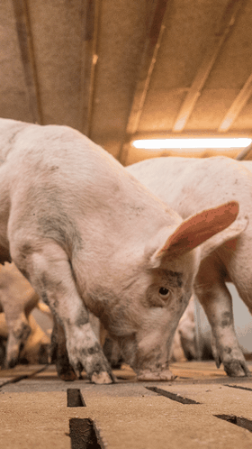 Mastschweine 96 ID71427klein