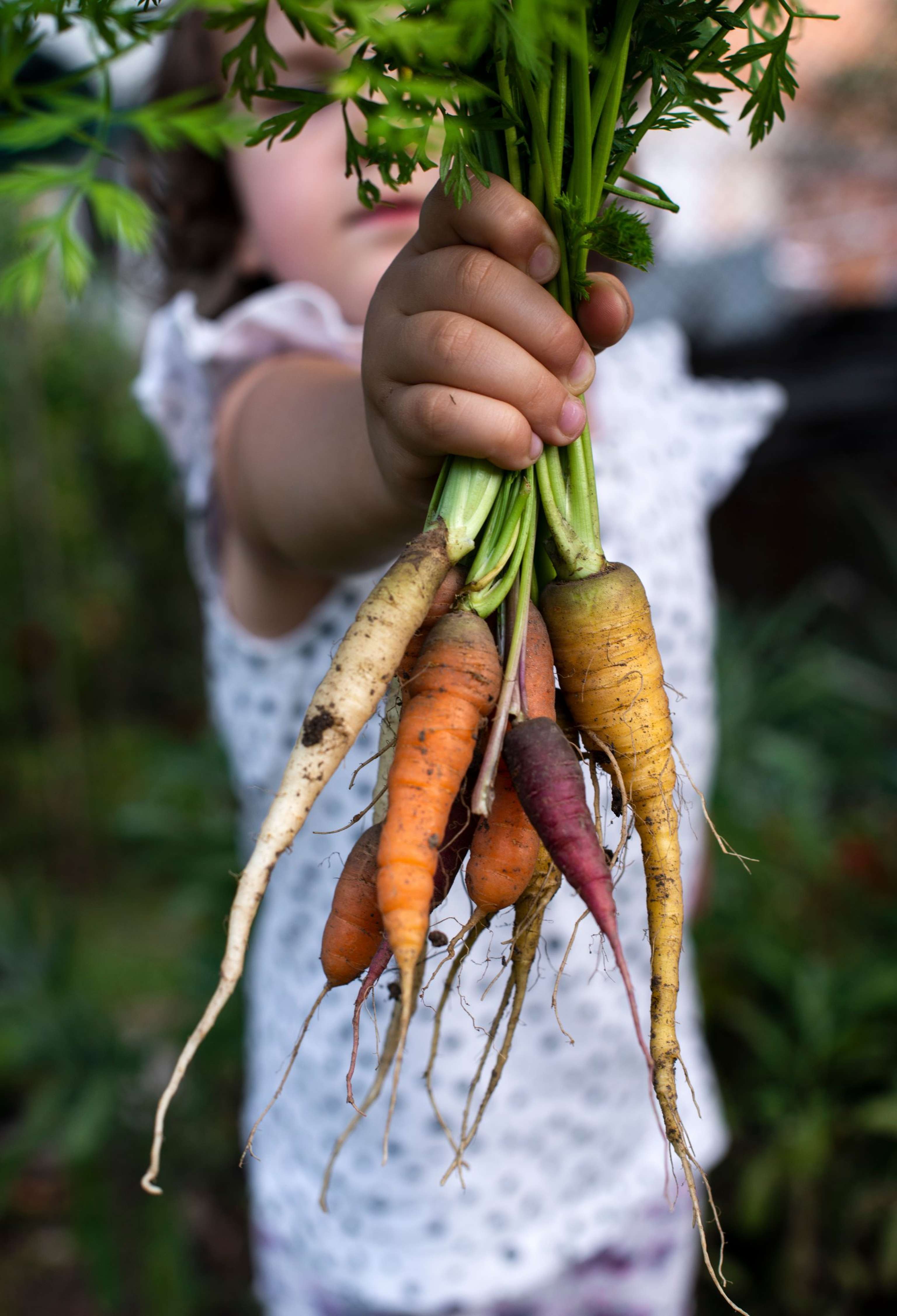 Carrots From Small Organic Farm. Kid Farmer Hold Multi Colored C