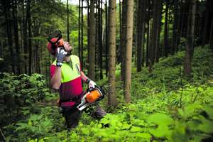 Forstarbeiter im Wald