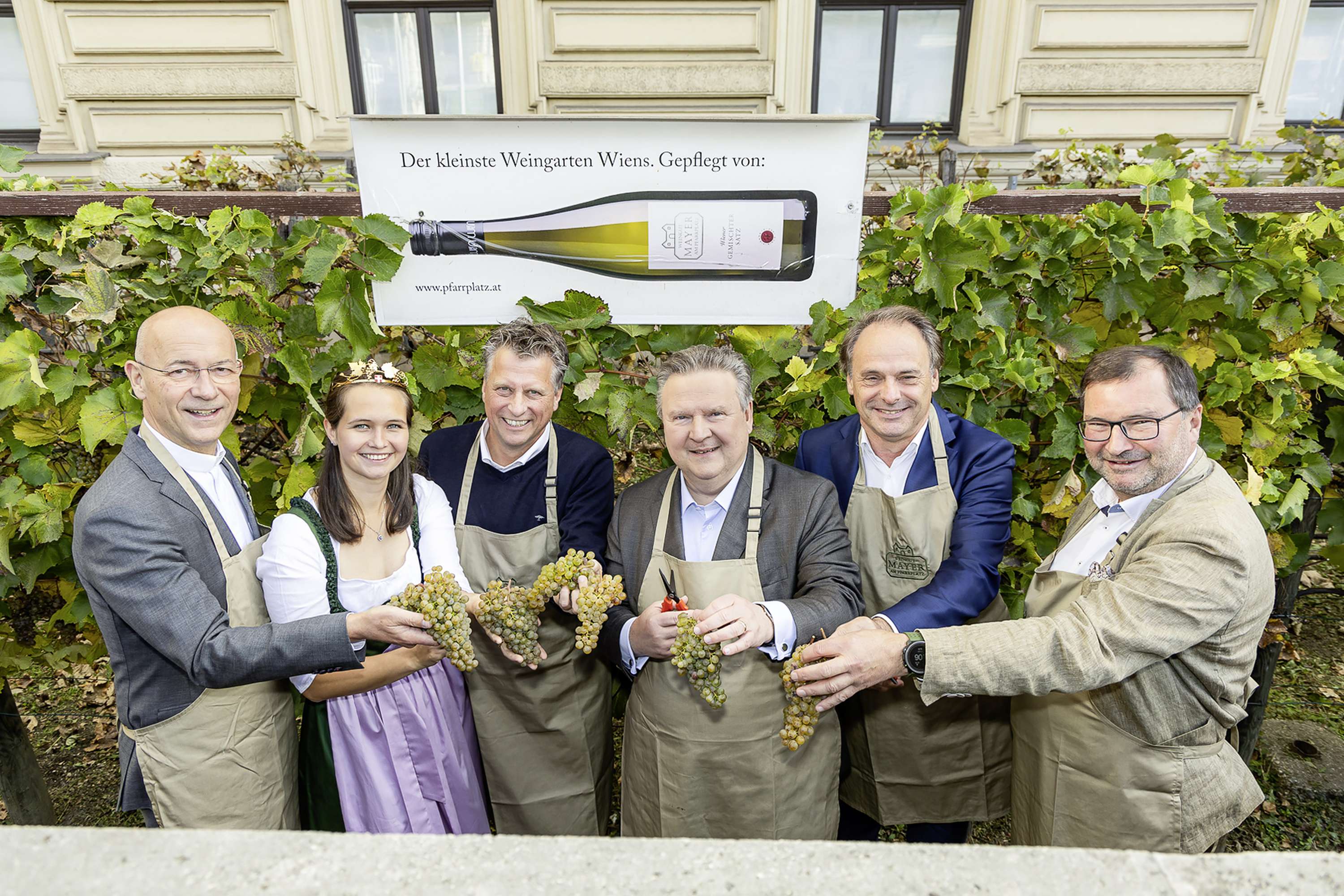 Toni Faber, Michael Ludwig, Norbert Walter bei der Weinlese