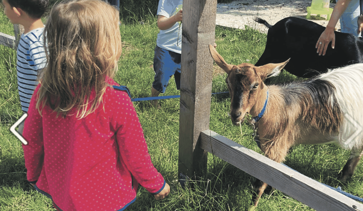 „Gartenfee und Waldkobold“: Kinderbertreuung am Bauernhof von Doris Hardegger Foto: Hardegger