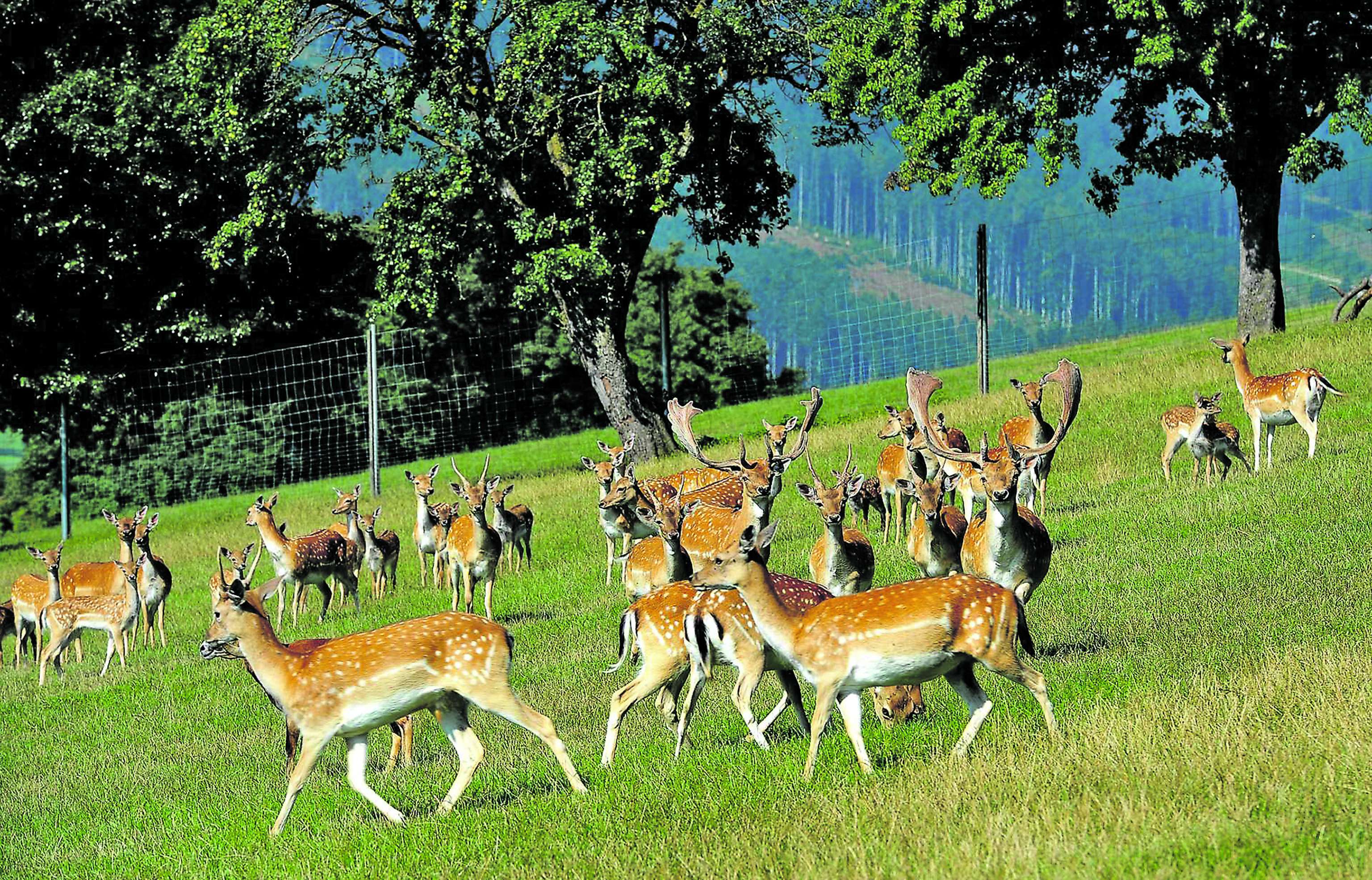 Eine Damwildherde im Spätsommer