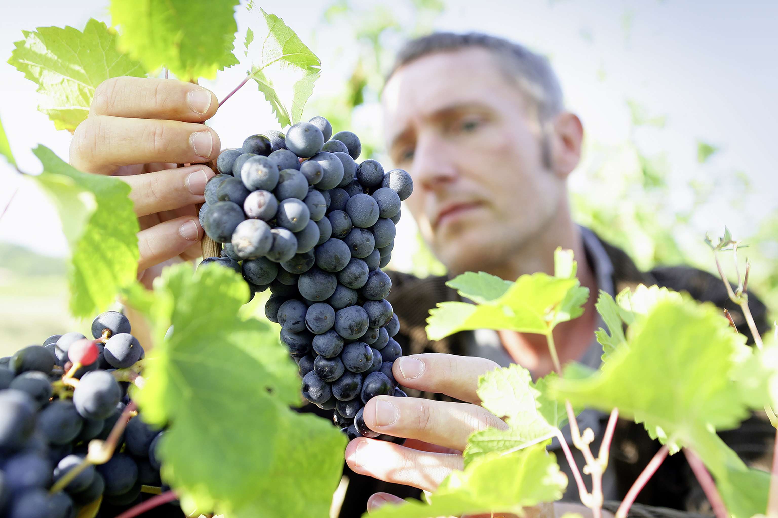 Mann bei der Weinernte