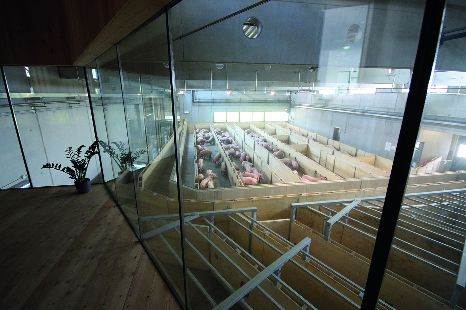 2019 ging der gläserne Schlachthof in Betrieb.