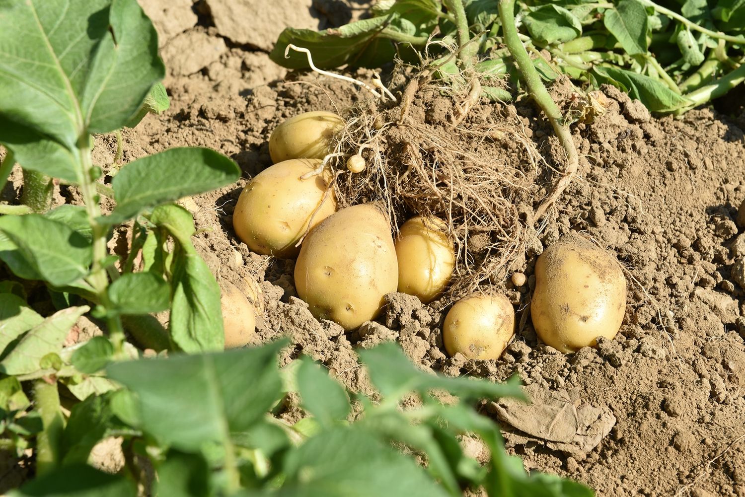 Erdäpfel Auf Dem Feld EZG Eferdinger Landl Erdäpfel (1)