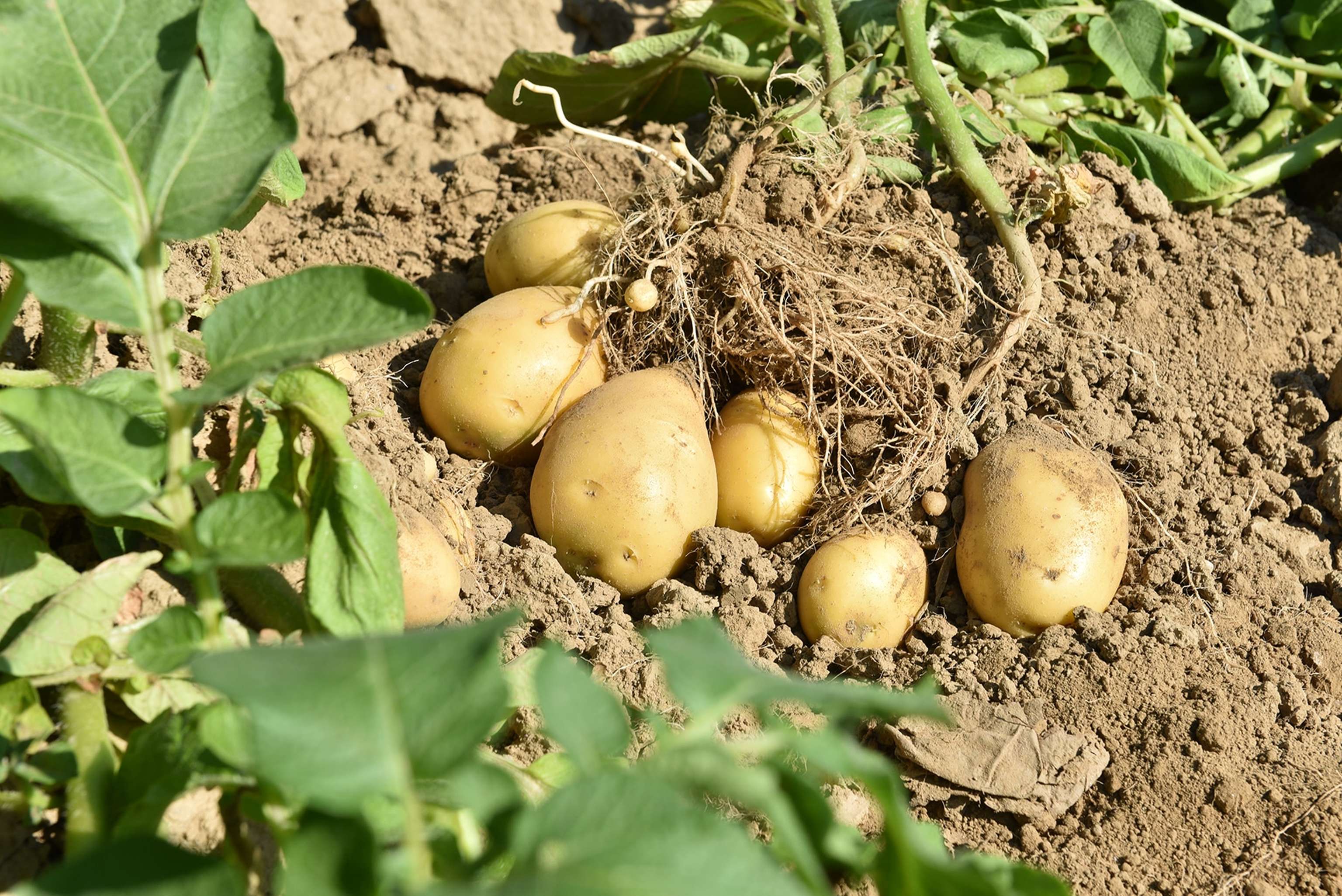 Erdäpfel Auf Dem Feld EZG Eferdinger Landl Erdäpfel (1)